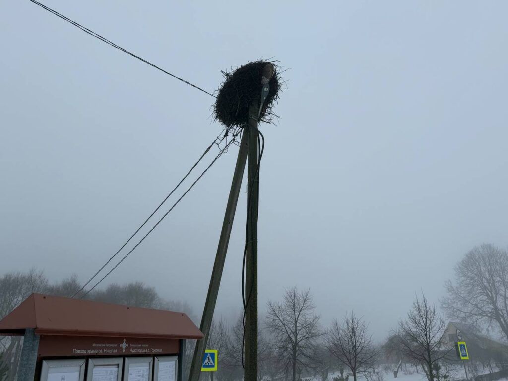 До 22 500 рублей: какие штрафы грозят за разорение гнезд в Беларуси