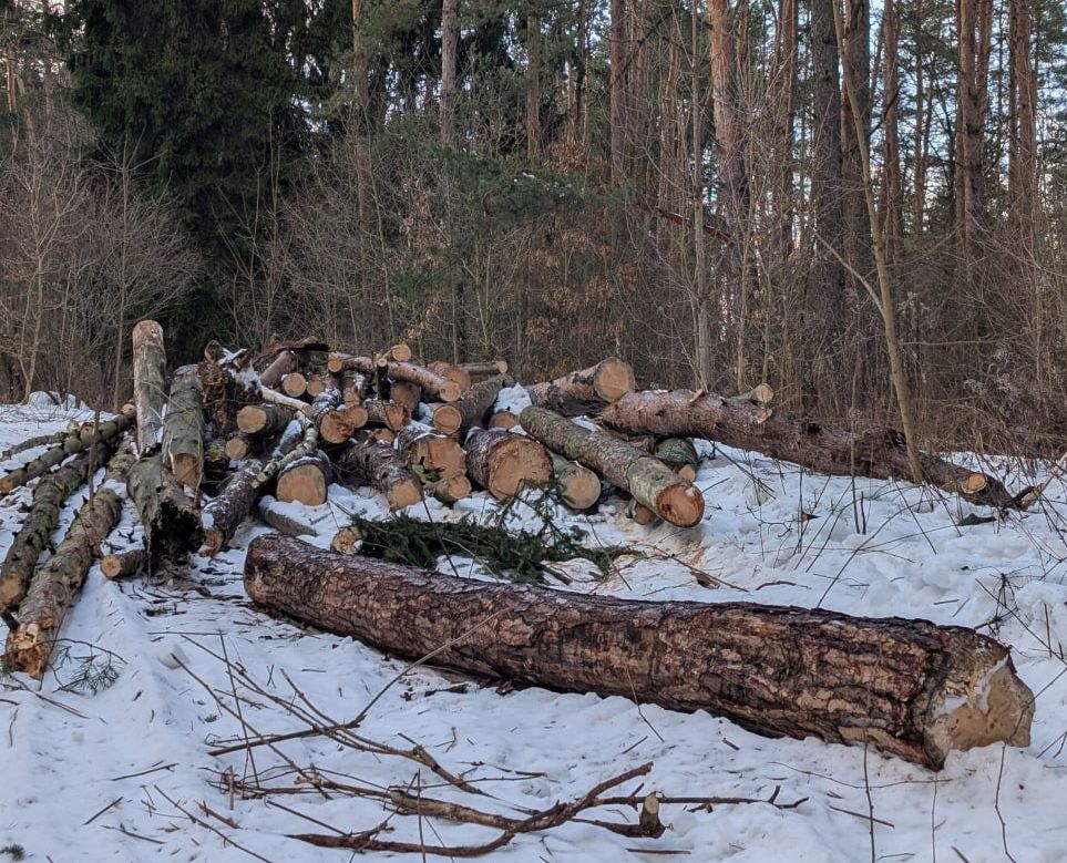 Жители Мачулищ обеспокоены вырубкой деревьев в заказнике «Соколиный»