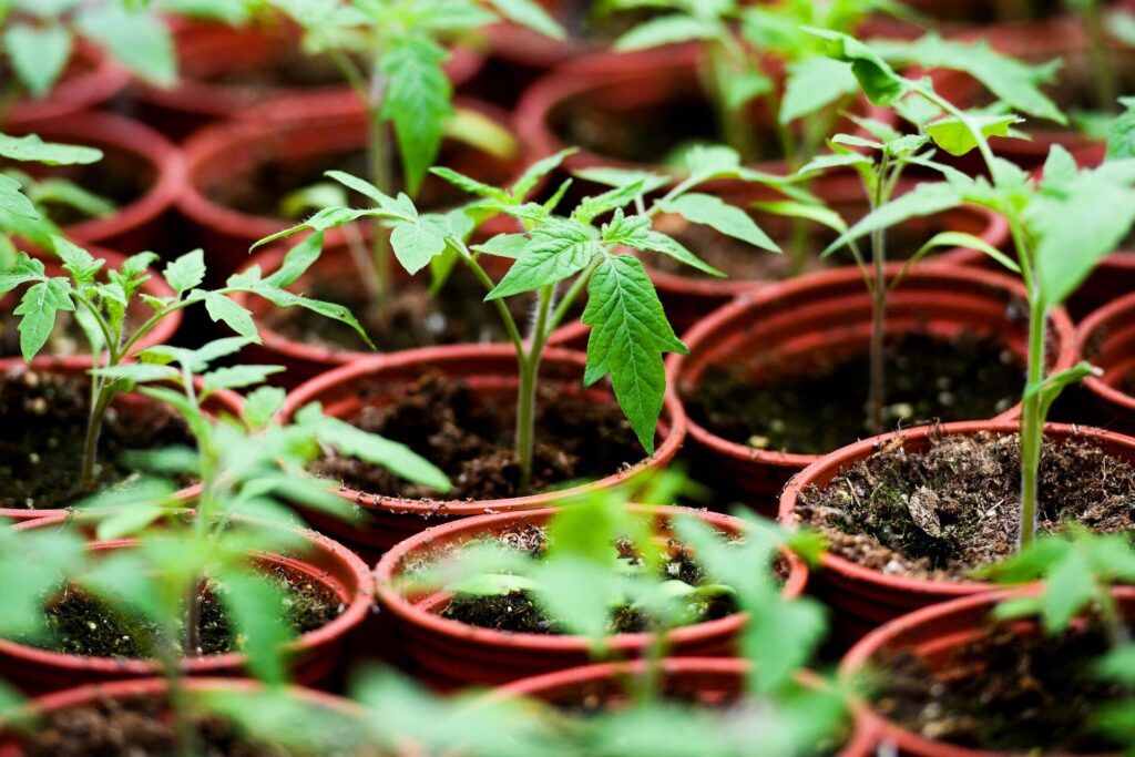 Как вырастить крепкую рассаду помидоров: секреты коренастых и здоровых растений