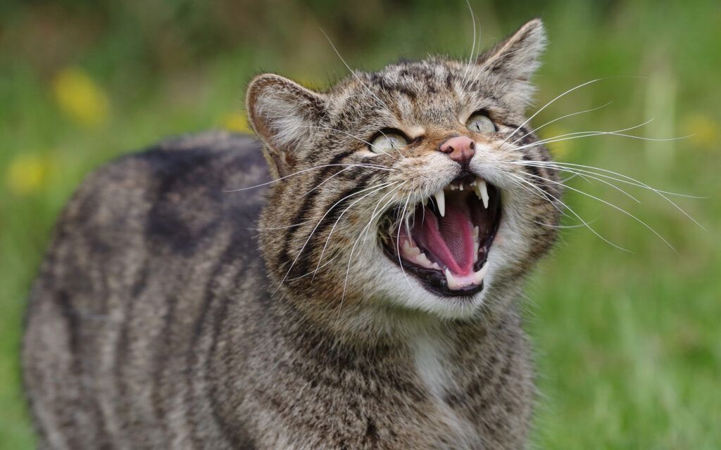 В деревне Курганы кот укусил человека — объявили массовую вакцинацию животных