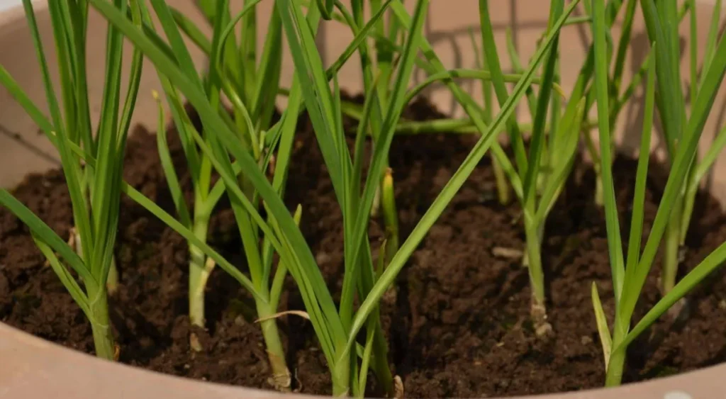 3 причины посеять лук и чеснок на рассаду именно в марте