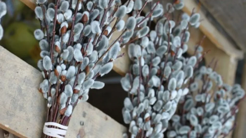 Идеальный букет из вербы: как выбрать, сохранить и красиво оформить