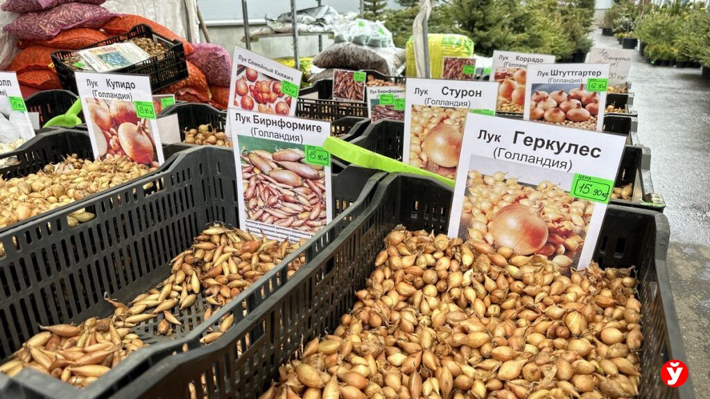 Сравниваем цены на лук-севок, семена томата и зелени на «Экспобеле» 