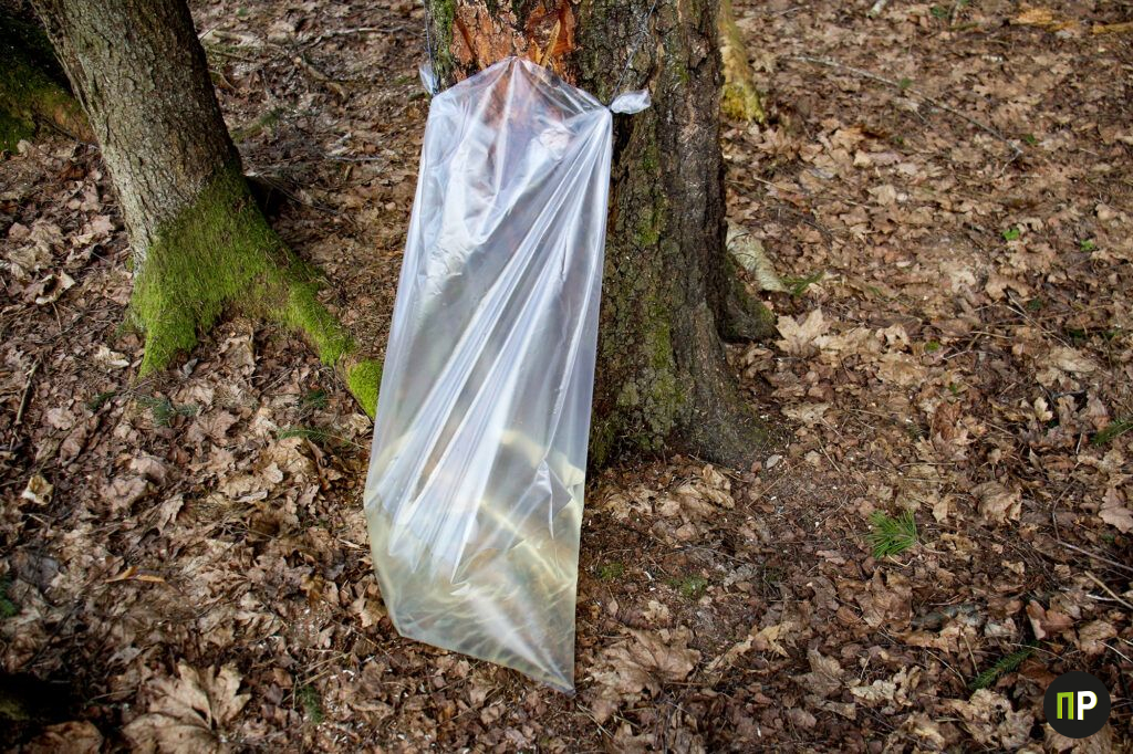 В лесничествах под Минском сок продают по предзаказу