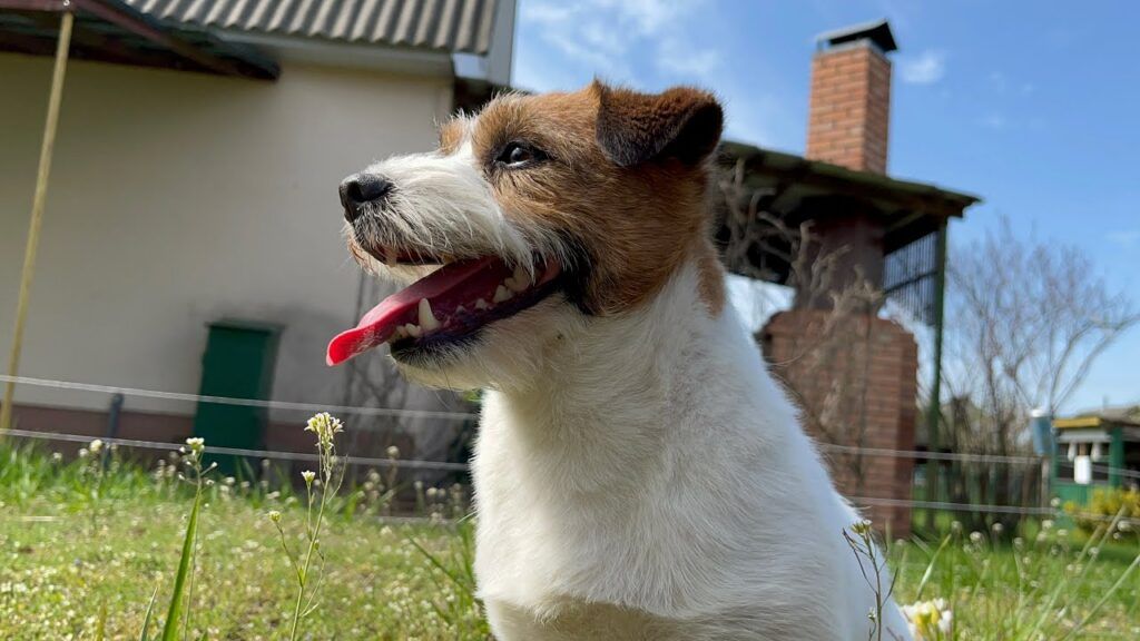 Налог на собаку в частном секторе: кому платить, а кто освобожден