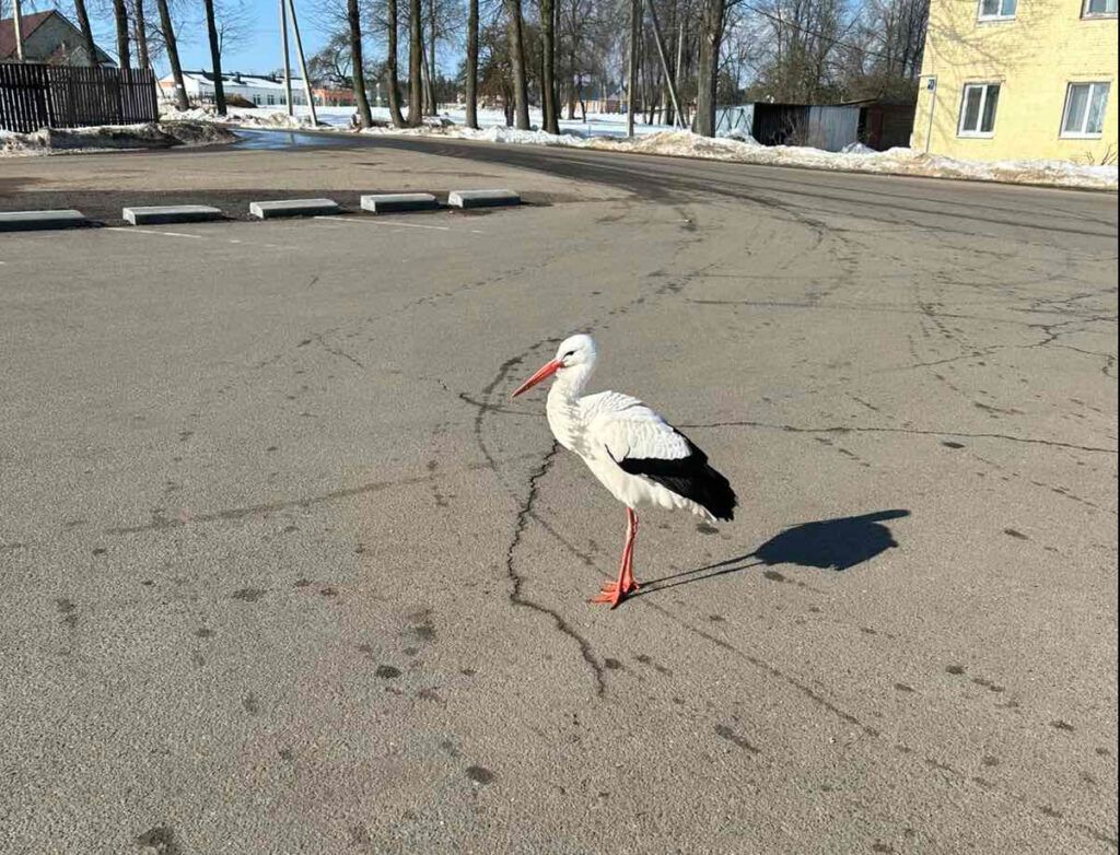 В Минский район прилетели первые аисты