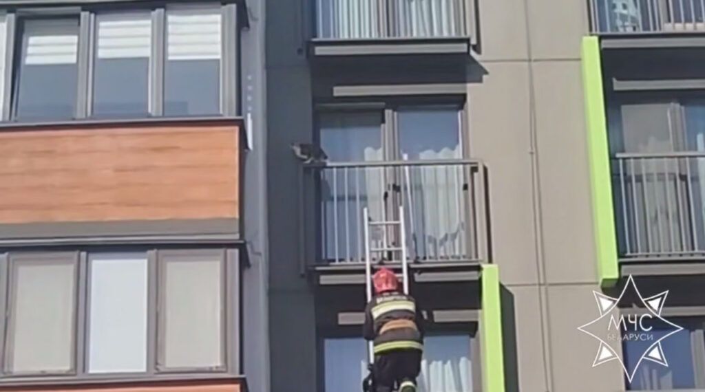 В Копище спасатели достали кота с 4 этажа многоквартирного дома