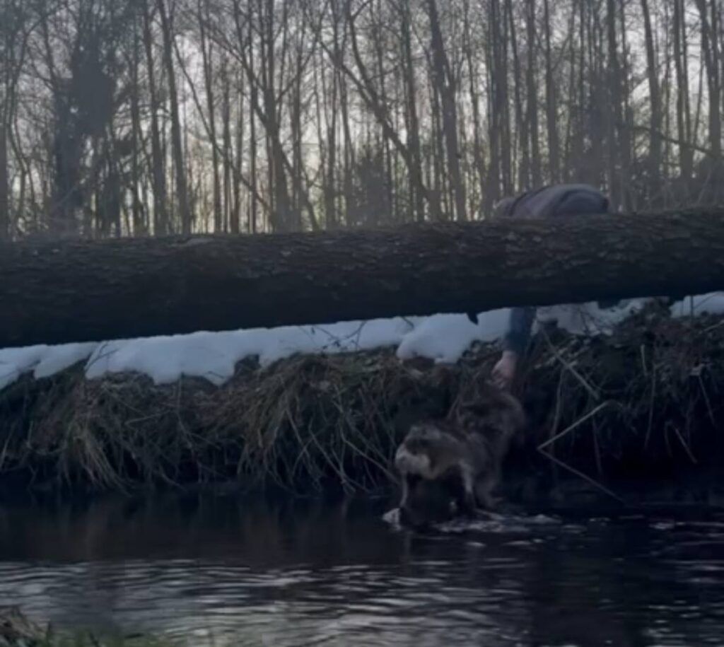 В Ратомке косуля замерзала в воде — прохожий спас животное