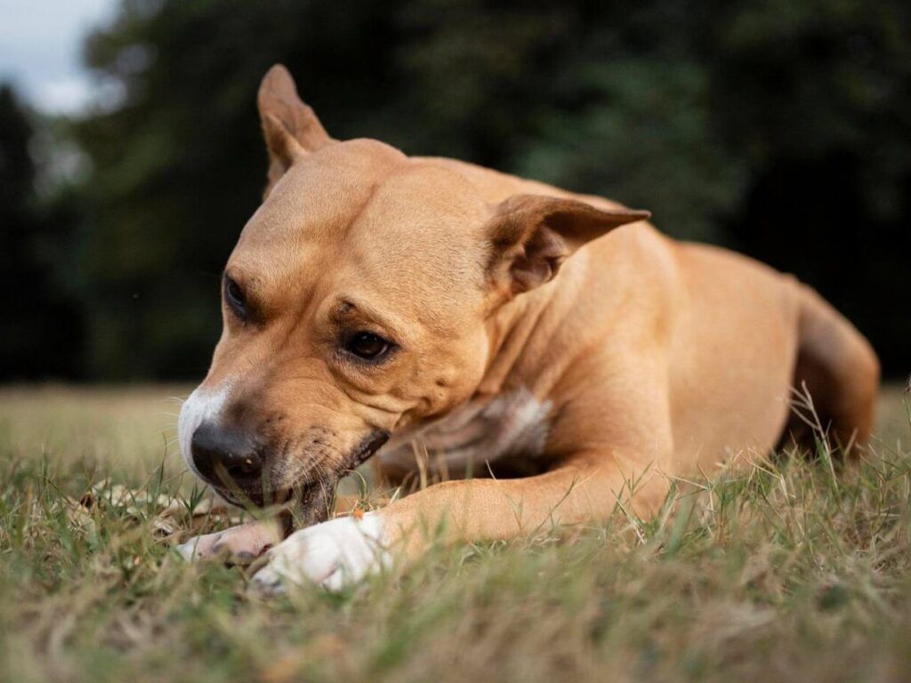 Как отучить собаку подбирать на улице, объяснила кинолог из Копище
