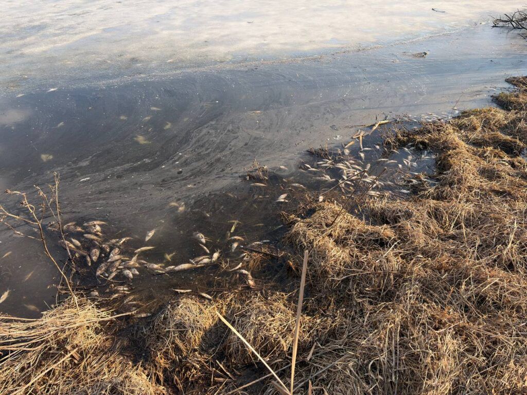 На озере в Гатово гибнет рыба — что произошло