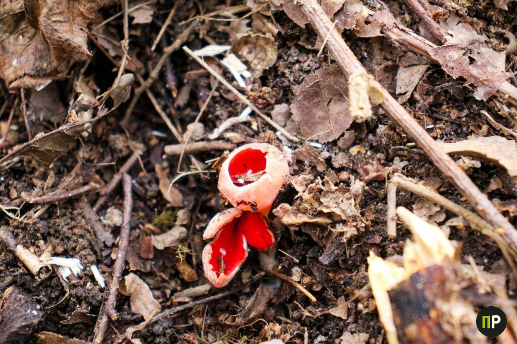 Нашли под Минском редкий весенний гриб, который не терпит грязи