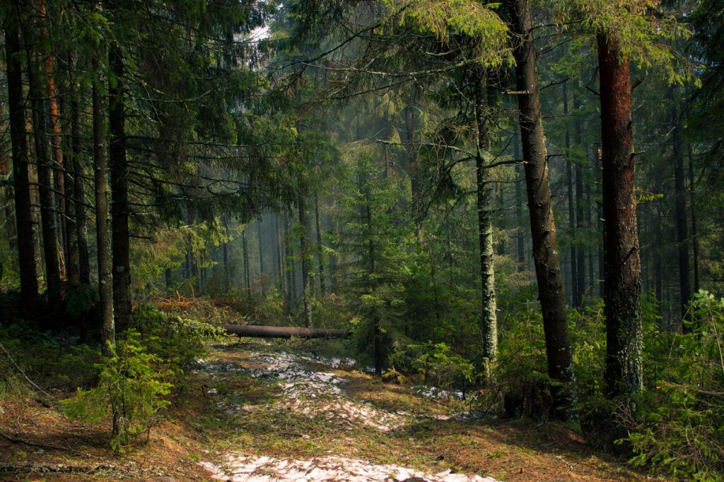 В Минском районе ввели ограничение на посещение лесов