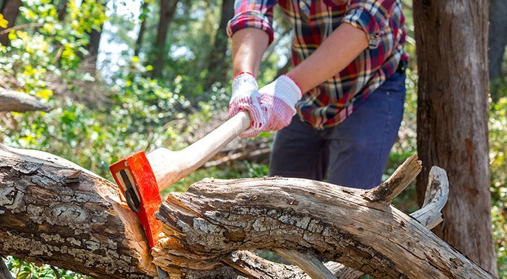 Жительница Прилесья пожаловалась в Threads на соседа за рубку живых деревьев. Лесхоз отреагировал