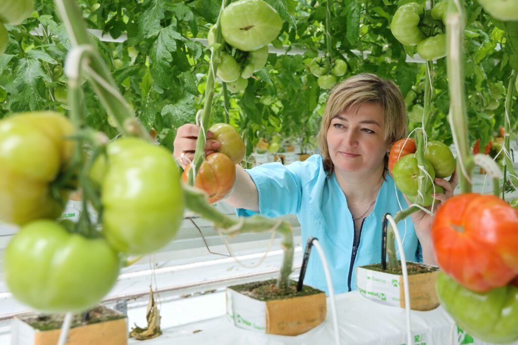 Главный агроном Тепличного комбината Мачулищи спасает урожай и лепит счастье своими руками