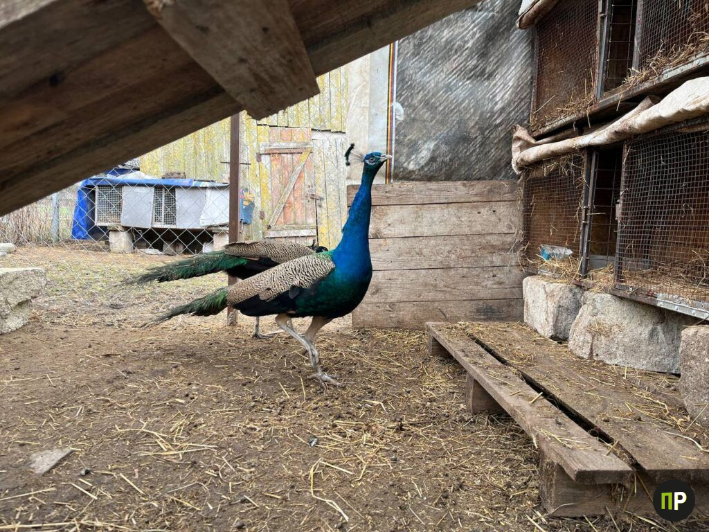 Как под Минском павлины предсказывают погоду