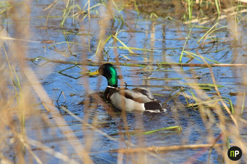 Посмотрели, как в Заславле поменялась природа с приходом тепла