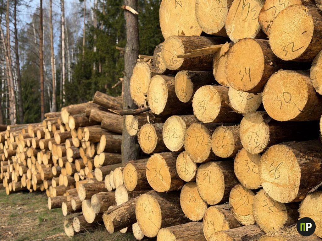 Рубят, но не для Китая: как видео из TikTok разошлось с правдой Ратомского лесничества