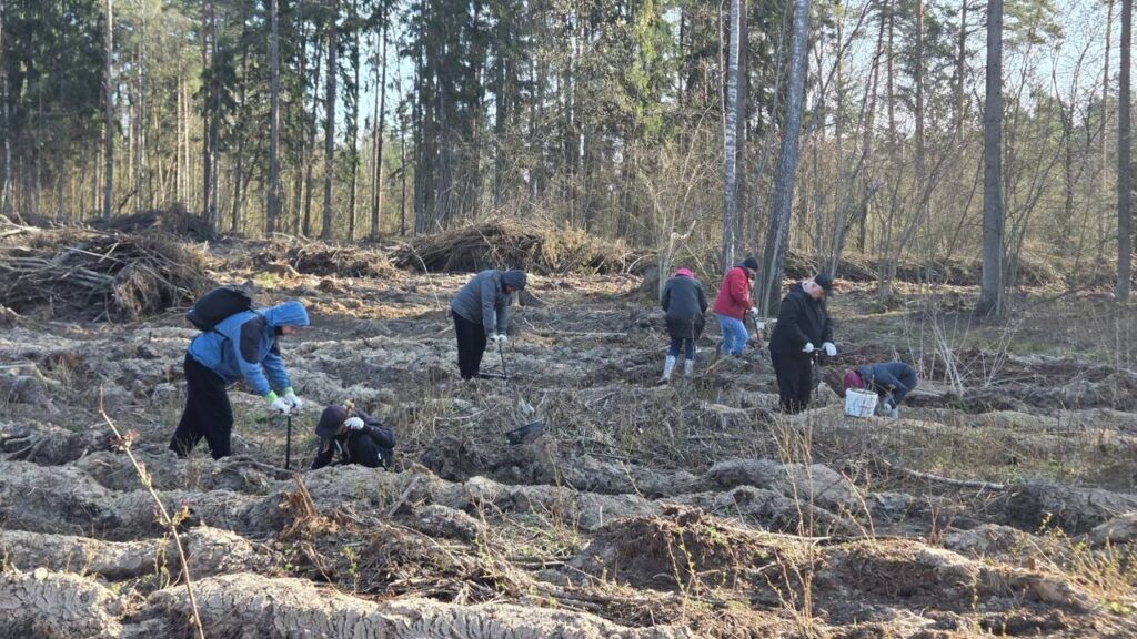 Статистики высаживают лес в Минском районе
