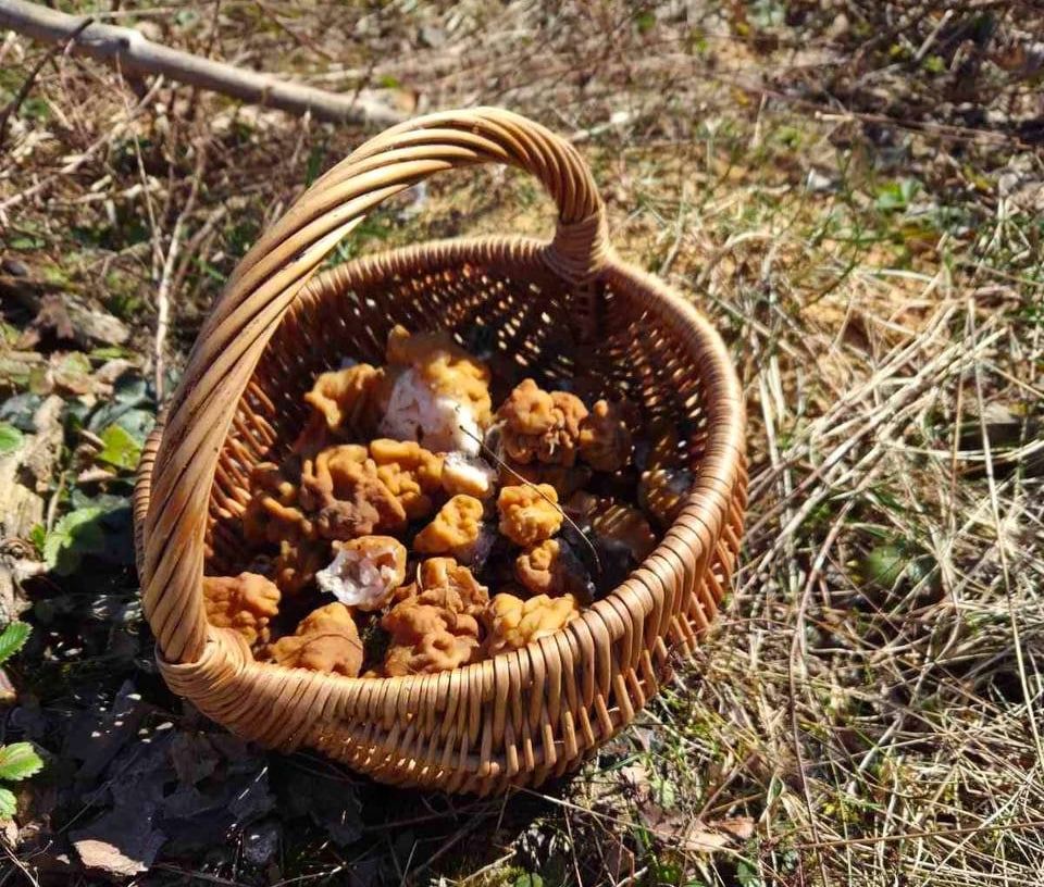 Под Минском нашли первые грибы – строчки. Можно ли их есть