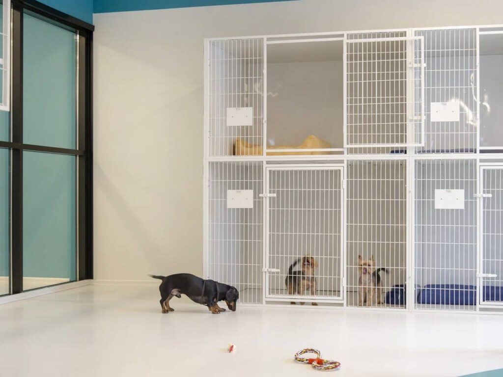 Где оставить собаку на время отпуска и сколько это стоит? Рассказала кинолог из Копища