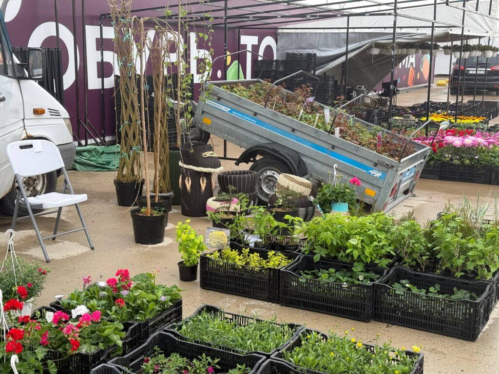 В Таборах открылась продажа рассады: петунии, шелковица и клубника к сезону