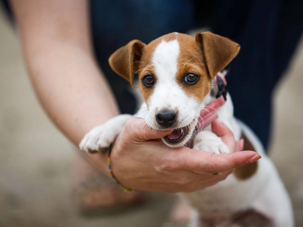 Щенок вырос и перестал слушаться? Кинолог — о втором, самом сложном этапе воспитания