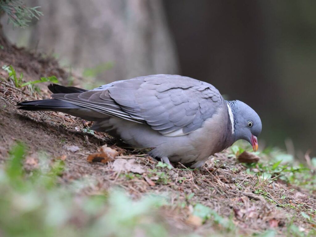 лесной голубь