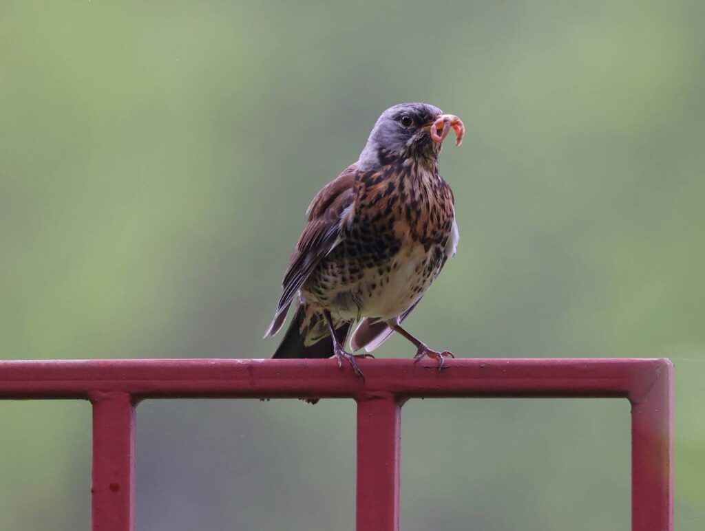 Дрозд рябинник ест червяка
