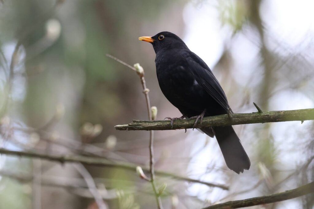 Чёрный дрозд