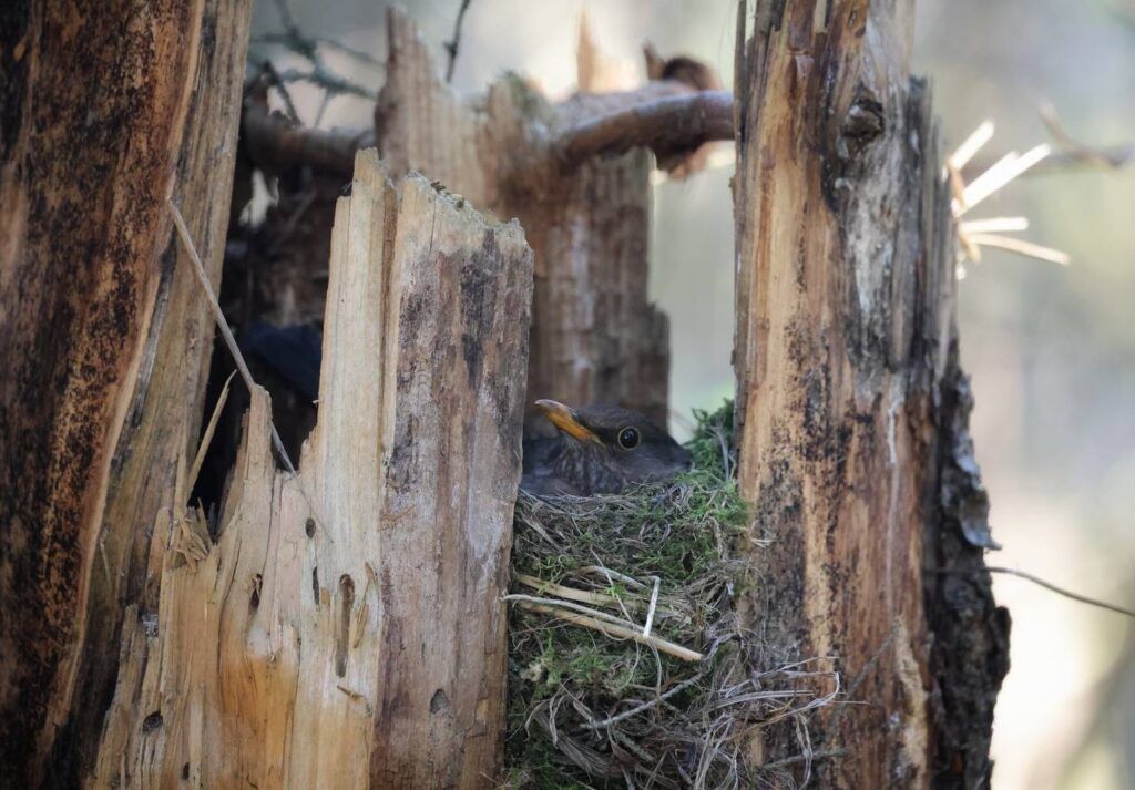 Самка черного дрозда