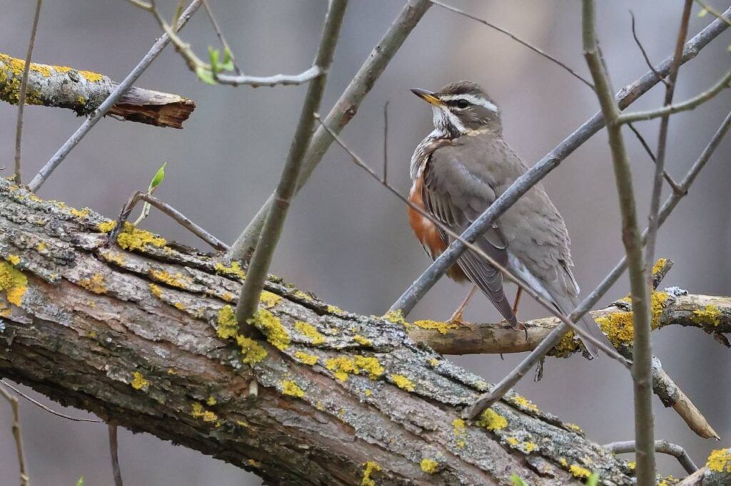Белобровик