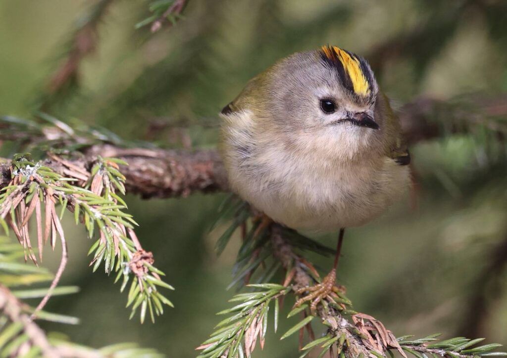 Желтоголовый королёк