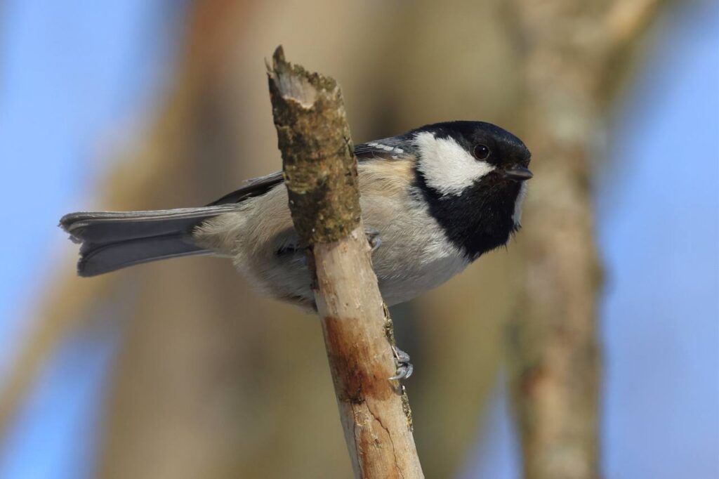 Московка в природе