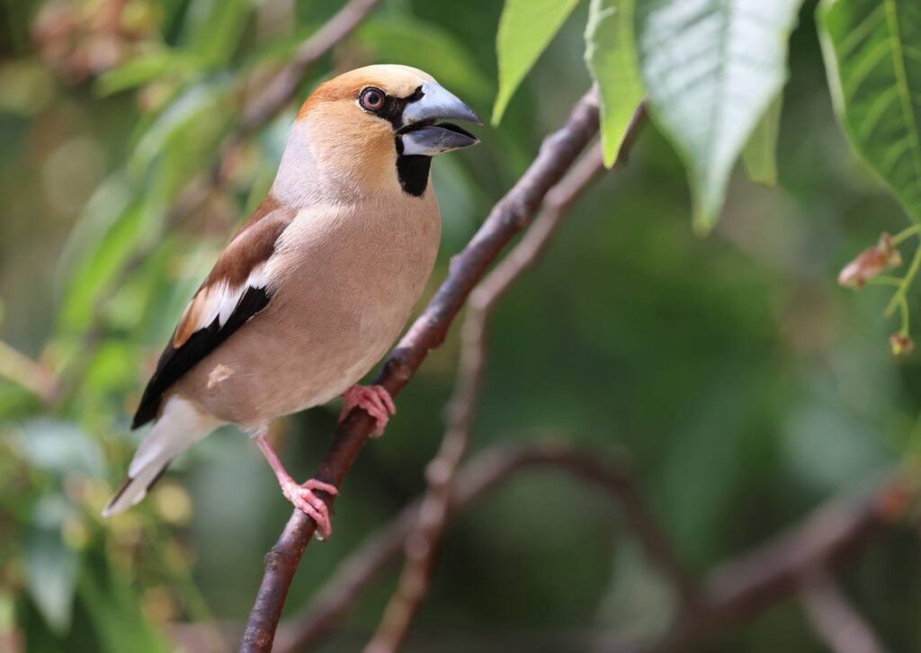 дубонос в лесу