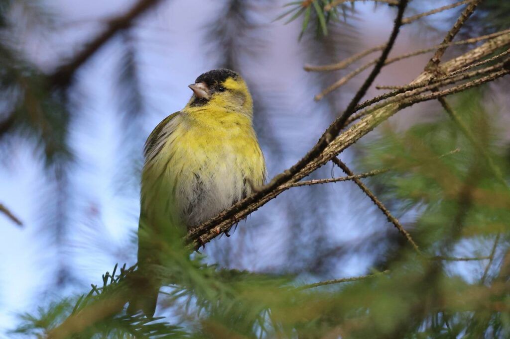 Боровлянский лес в деталях: репортаж с прогулки с фотографом-натуралистом из Лесного
