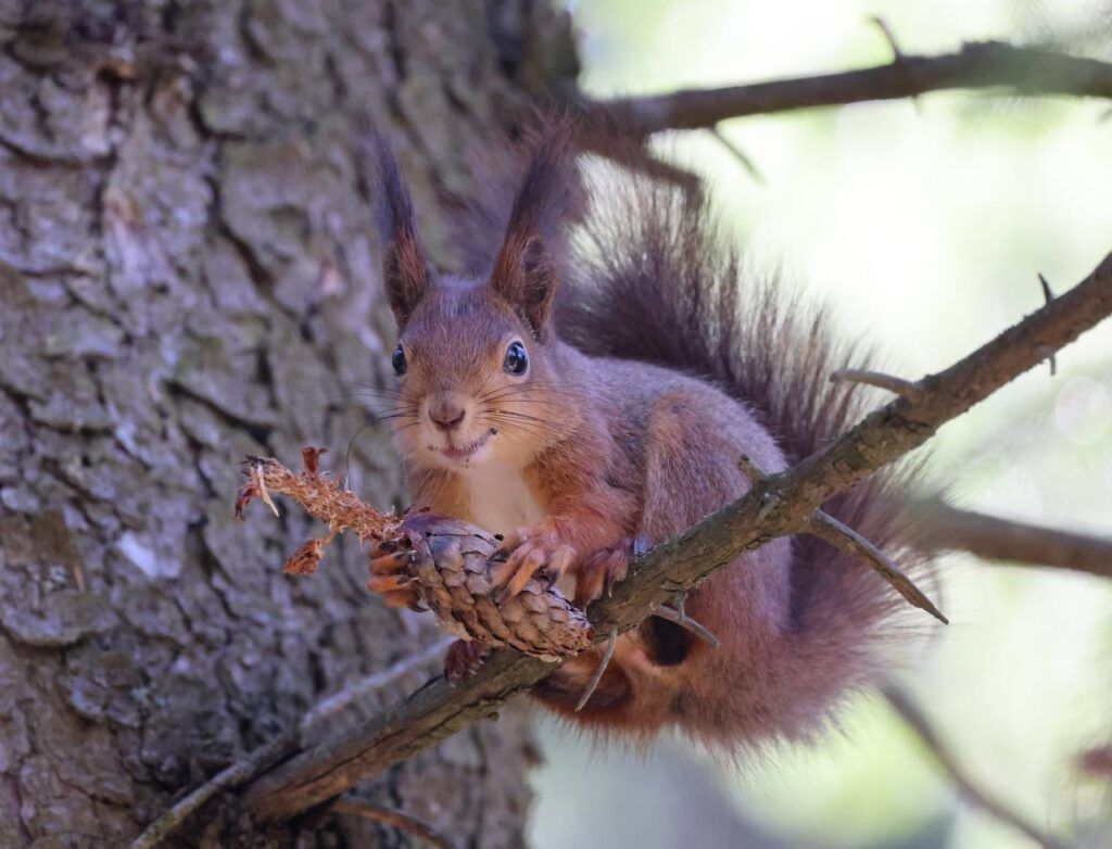 Белка в лесу на ветке