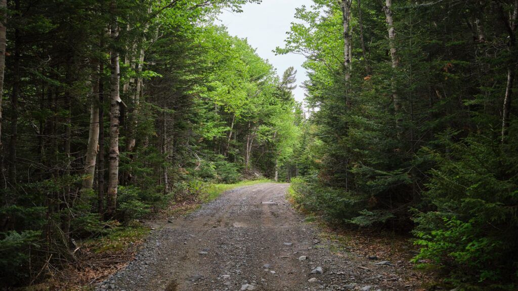 Дачники СТ «Боровинка» пожаловались главе Минского района на отсутствие подъезда