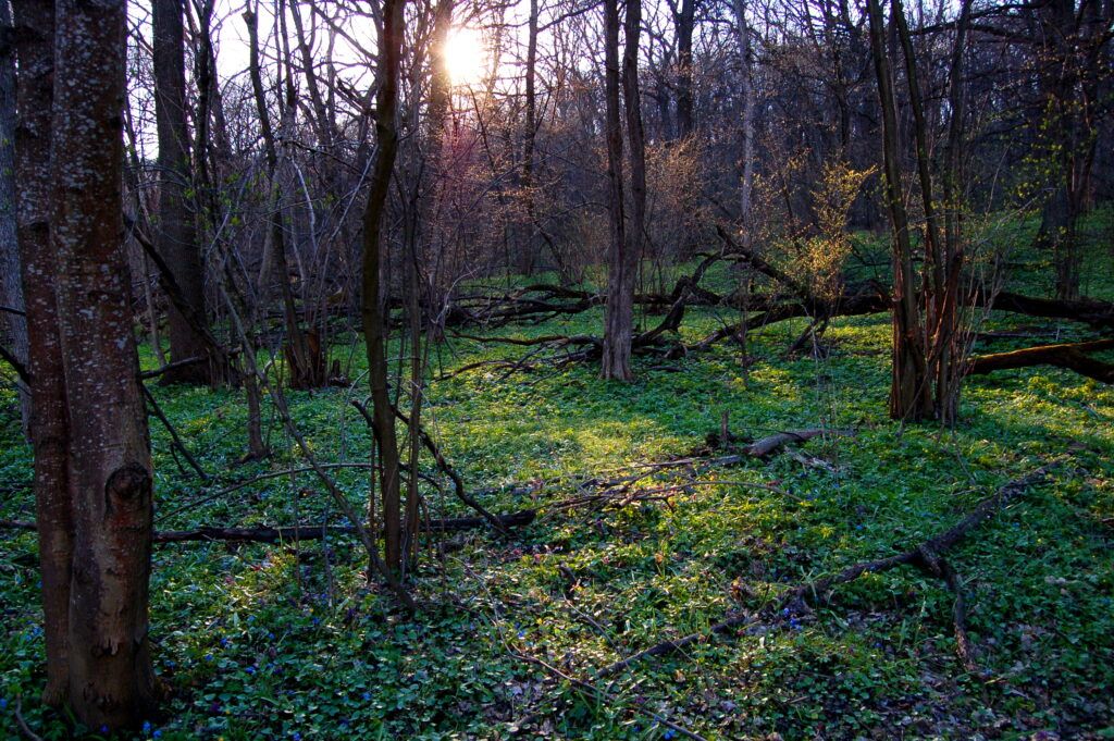 В Минском районе с воздуха начнут разбрасывать приманки с вакциной от бешенства