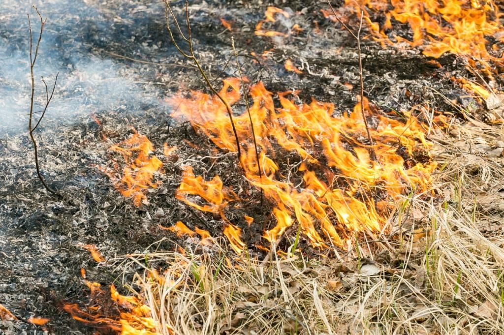 В Минском районе пенсионерка получила ожоги во время тушения сухой травы
