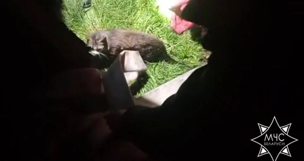 В Минском районе спасатели достали котенка из питьевого колодца
