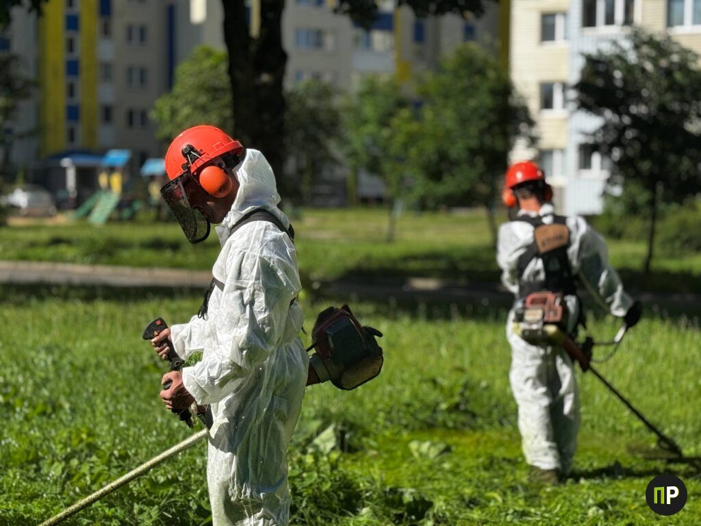 Как в Минском районе борются с травой и опасным борщевиком