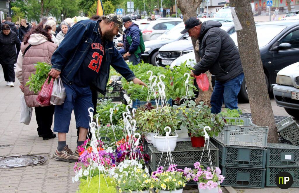 Посмотрели, почем продают рассаду на рынке в Заславле