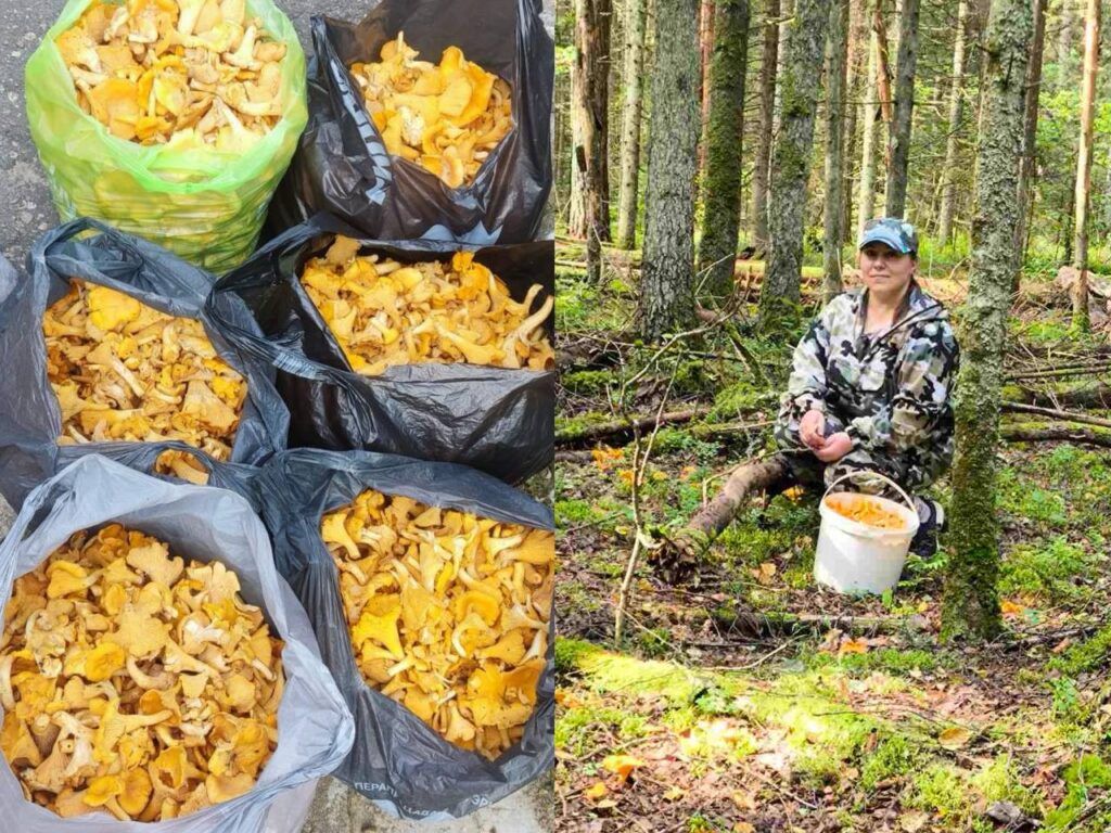 Жительница Лесного вывозит грибы из леса трактором — рекорд 72 килограмма