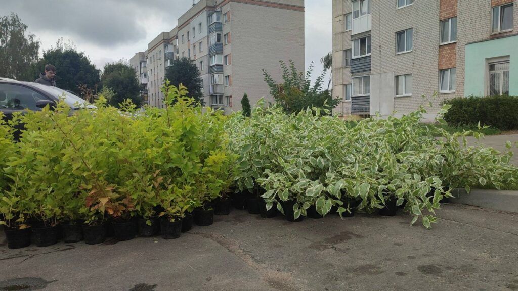 В Михановичах и Чуриловичах высадили более 800 кустарников