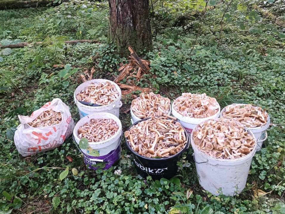 Опытный грибник из Минского района раскрыл места для тихой охоты