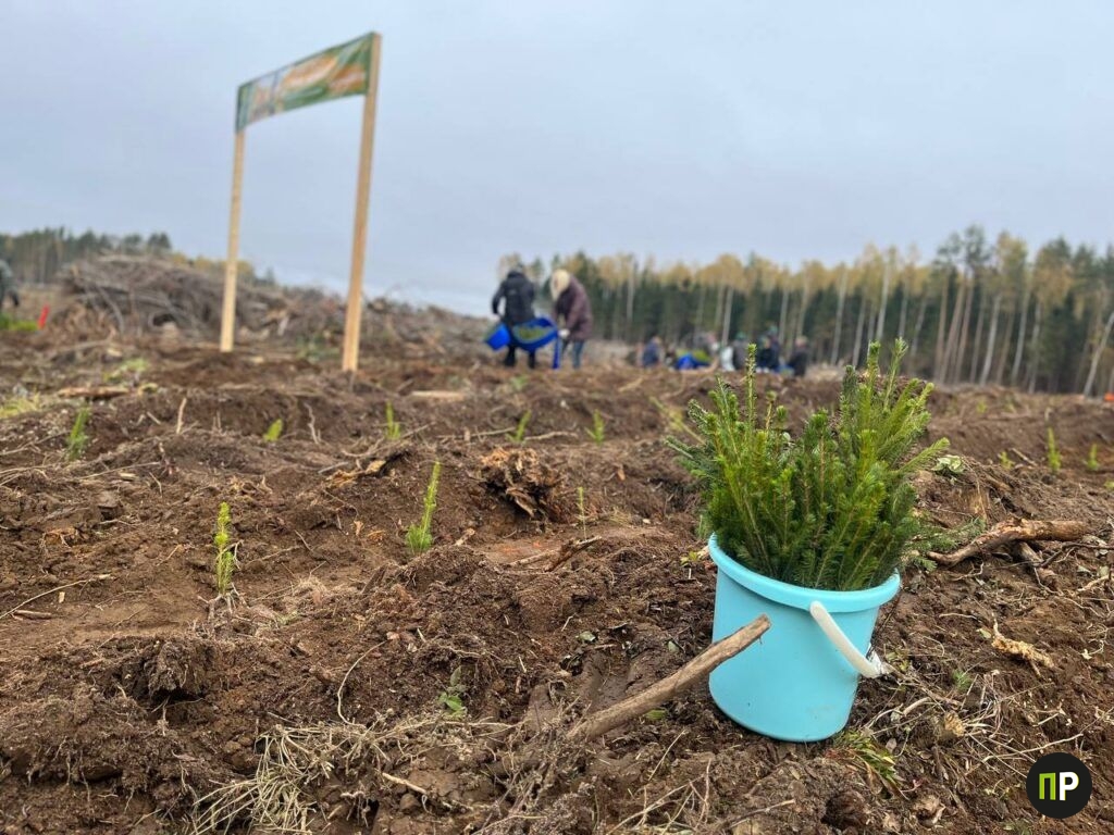 На месте бурелома под Колодищами Кочанова и Ульдинович заложили новый лес